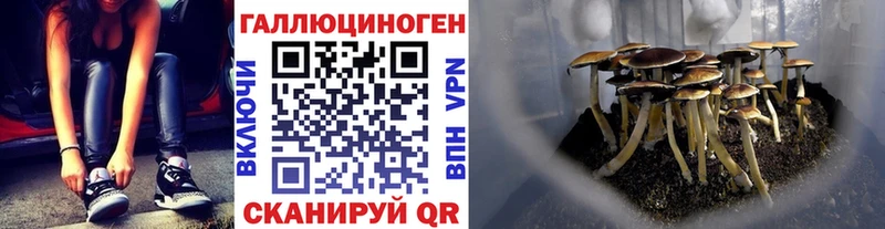даркнет как зайти  Пудож  Галлюциногенные грибы Psilocybe 
